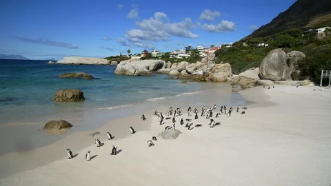 Penguins Stock Footage 97686062