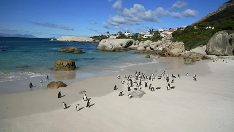 Penguins Stock Footage 97686153