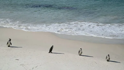 Penguins Stock Footage 97686367