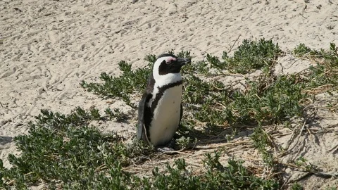 Penguins Stock Footage 97686454