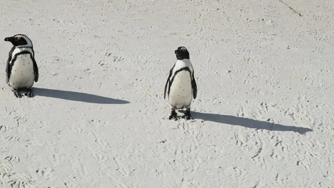 Penguins Stock Footage 97686725