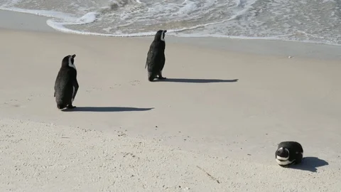 Penguins Stock Footage 97686799