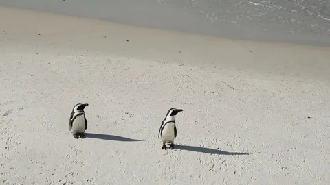 Penguins Stock Footage 97687069