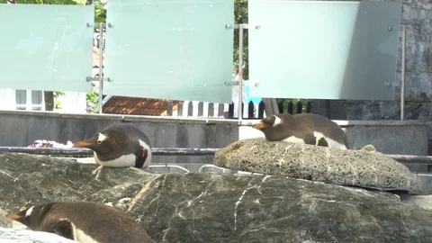 Penguins Stock Footage 99508347