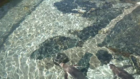 Penguins Stock Footage 99508404