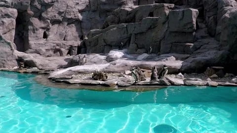 Penguins Stock Footage 205880710