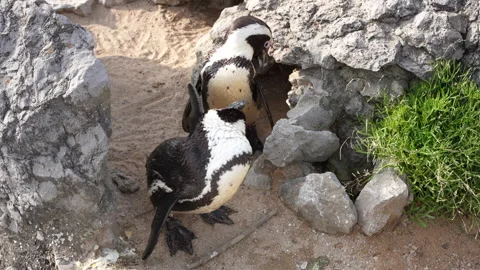 Penguins Stock Footage 220877352