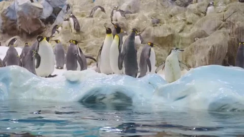 Penguins Stock Footage 242650633