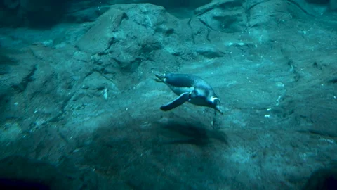 Penguins foraging on the ocean floor looking for food Video stock 235448328