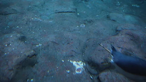 Penguins foraging on the ocean floor looking for food Video stock 235451762