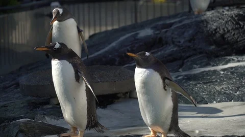 Penguins fun Vídeos de archivo 99499023