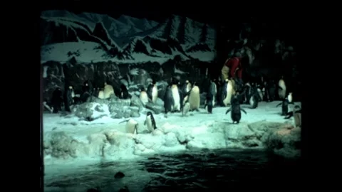 Penguins Gathering by Rocks Stock Footage 276290301