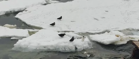 Penguins Gentoo searching for getting access to sea among ices Vídeos de archivo 331185942