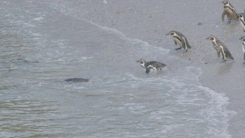 Penguins getting in and out of water Stock Footage 116640580