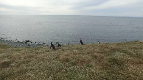Penguins Going to the Beach Video stock 100613910