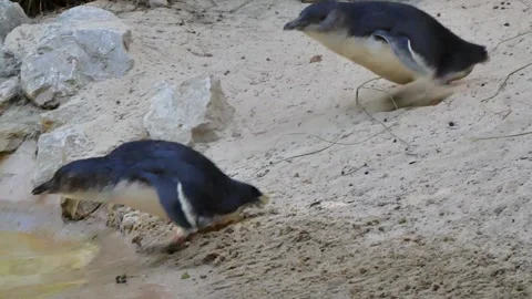 Penguins going into the water Vídeos de archivo 318639047