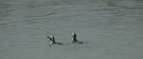 Penguins in group diving in the sea - UHD, Apple ProRes 4444 Stock Footage 103802065