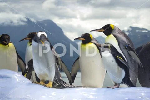 Penguins group Stock Photos