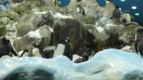 Penguins group walking on ice Stock Footage 132788798