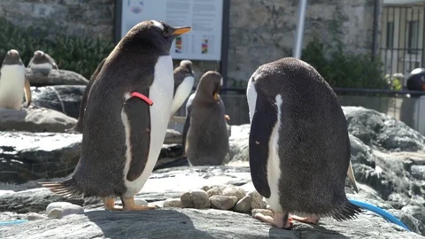 Penguins have a good time Stock Footage 99499021