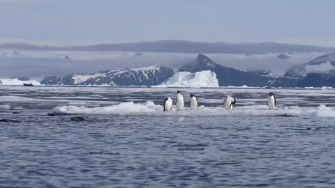 Penguins Having Fun on Floating Ice and Ocean With Icebergs and Glaciers in Stock-Footage 345072179