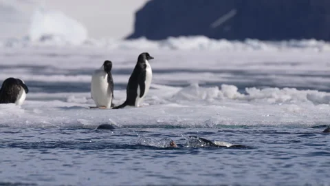 Penguins Having Fun Jumping From Floating Ice and Swimming in Sea, Animals in Stock Footage 343338103