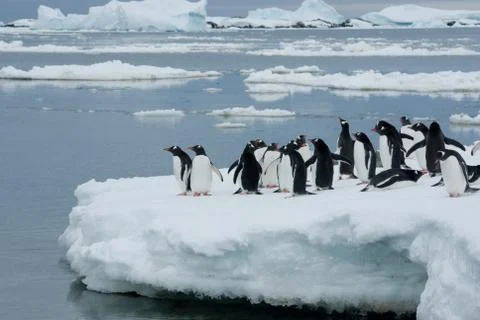 Penguins on the ice. Foto stock