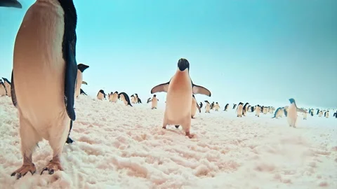 Penguins on the iceberg Video stock 95250159