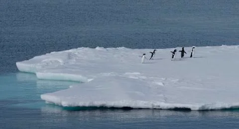 Penguins on an iceberg Stock Photos