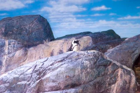 Penguins in ices Stock Photos