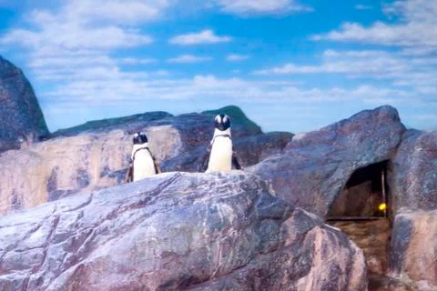 Penguins in ices Stock Photos
