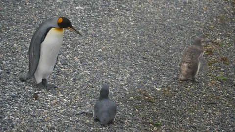 Penguins interact in Isla Martillo in the Beagle Channel Stock Footage 112537982
