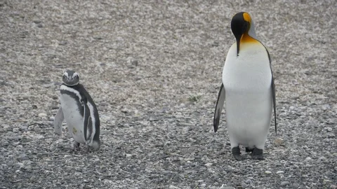 Penguins in Isla Martillo in the Beagle Channel Stock Footage 112944751