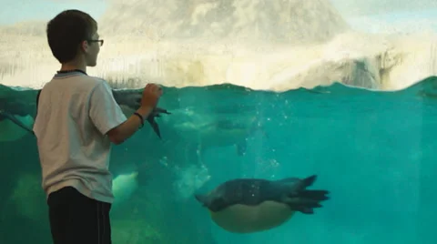 Penguins Kid Stock Footage 32402107