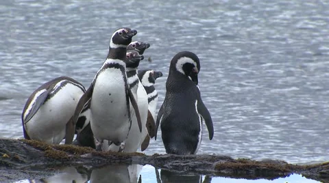 Penguins, Land of Fire Stock Footage 48594760