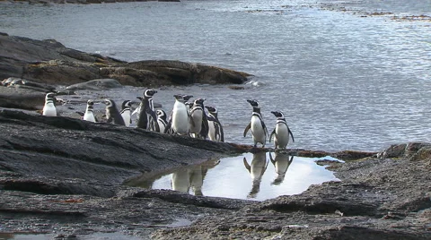 Penguins, Land of Fire pt 3 Stock Footage 48899566