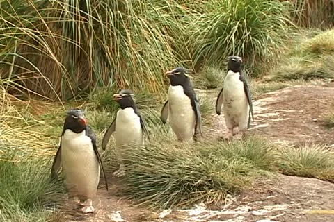 Penguins line Stock Footage 11061123