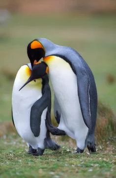Penguins in love Foto stock