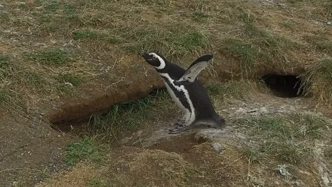 Penguins of Magellan Island Stock-Footage 100614029