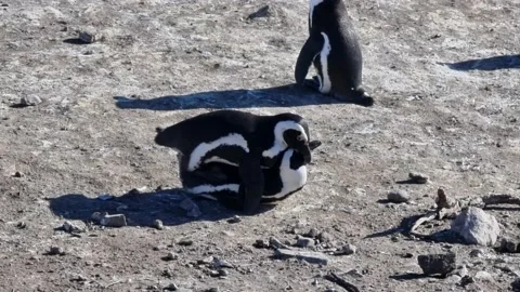 Penguins Mating Stock Footage 171468846