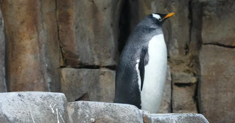 Penguins in Montreal Biodome Stock Footage 252153281