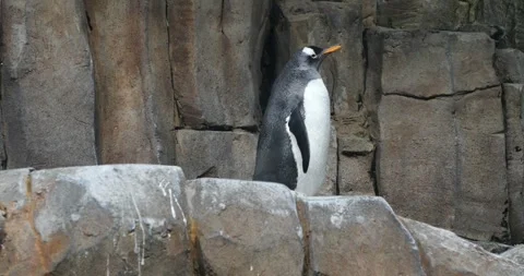 Penguins in Montreal Biodome Stock Footage 252243518