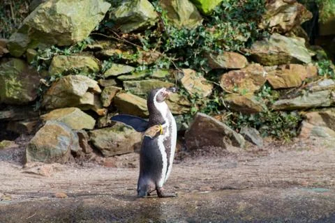 Penguins in Nature Setting Stock Photos
