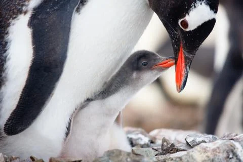 Penguins nest 스톡 사진
