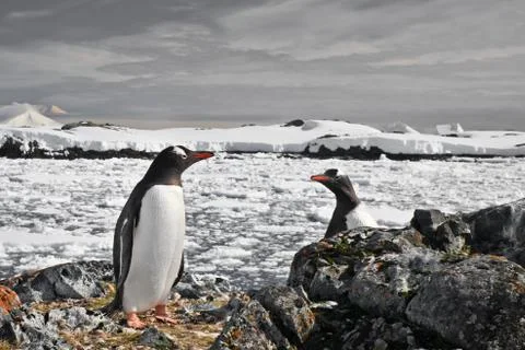 Penguins nest Stock-Fotos
