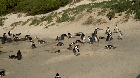 Penguins Nesting on a Beach co Stock Footage 116744728