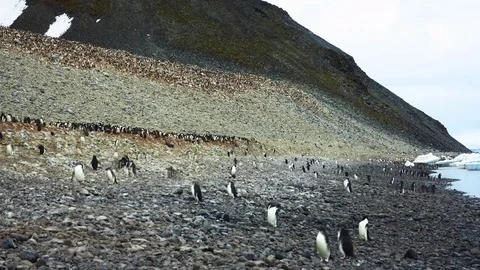 Penguins at Paulet Island Antarctica Time Lapse Stock Footage