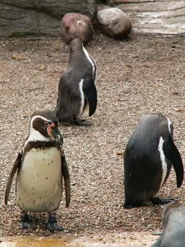 Penguins Stock Photos