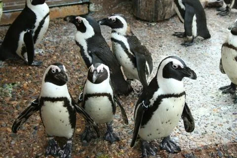 Penguins Stock Photos