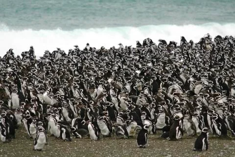 Penguins, Stock Photos